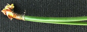 fascicle
