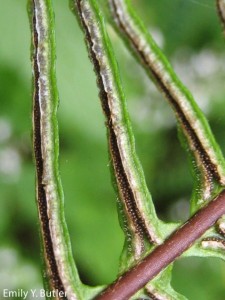 blechnum-spicant