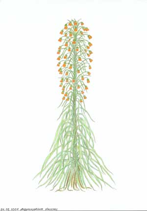 Argyroxiphium virescens