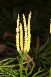 Lycopodium digitatum strobili Lycopodium digitatum strobili