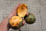 whoknows Mystery fruit