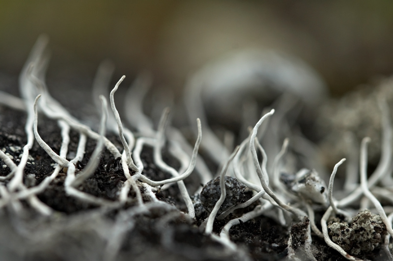 Thamnolia vermicularis Thamnolia vermicularis