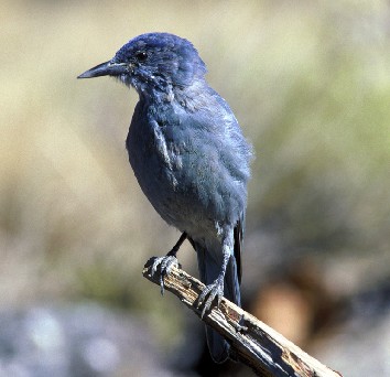 gymncyan pinyon jay