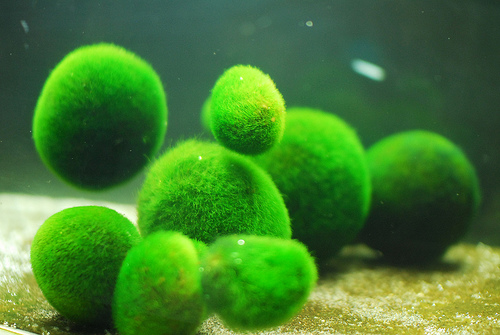 Marimo