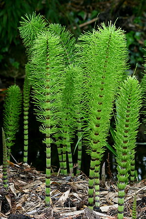Equisetum telmateia (Equisetopsida) at Cambrid...