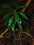 987900426newlnex Clermontia peleana