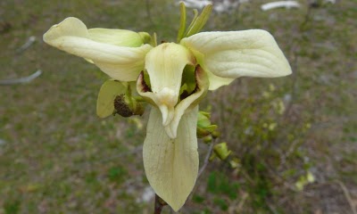Asimina incana flower