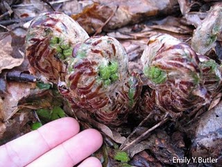 Dryopteris goldiana fiddleheads