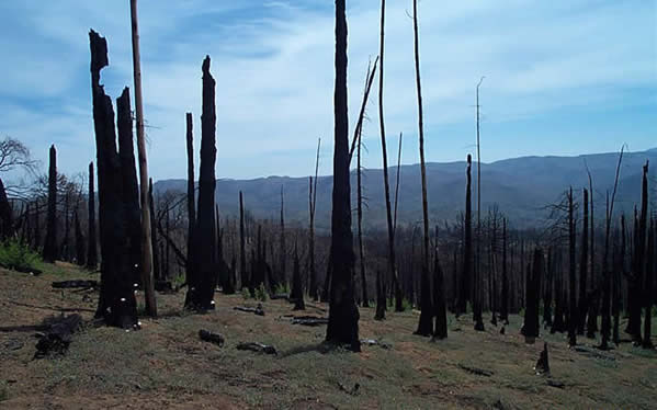 Dead Conifers on West Mesa after Cedar Fire (May, 2004) Photo by Heather Karnes-Schmalbach Dead Conifers on West Mesa after Cedar Fire (May, 2004) Photo by Heather Karnes-Schmalbach