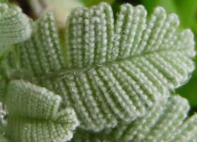 GrannyJs knitted leaf. ID, anyone?