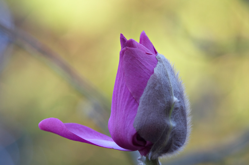 Magnolia campbellii subsp. mollicomata 'Borde Hill'