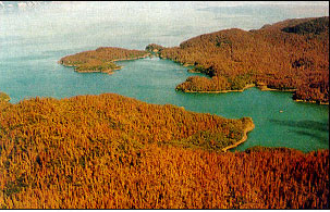 Aerial view of the once lush forests of the Kenai Peninsula, Alaska. Aerial view of the once lush forests of the Kenai Peninsula, Alaska.