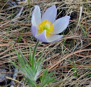 Pasqueflower 