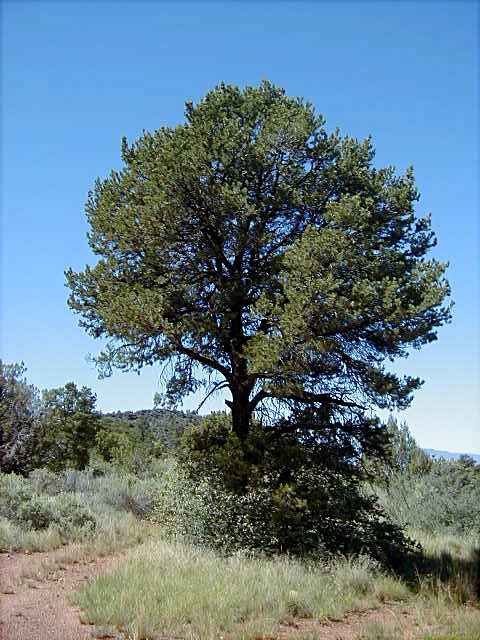 pinyon pinyon