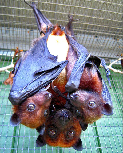 bats