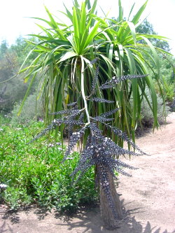 Dracaena umbraculifera Dracaena umbraculifera