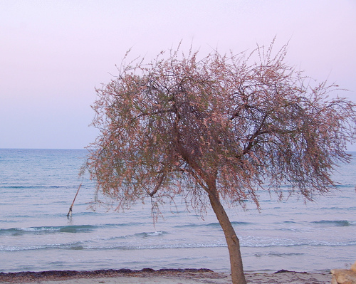 Tamarisk