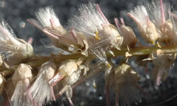 Tamarisk Seeds