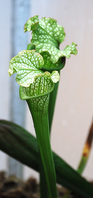 pitcher plant by afagen