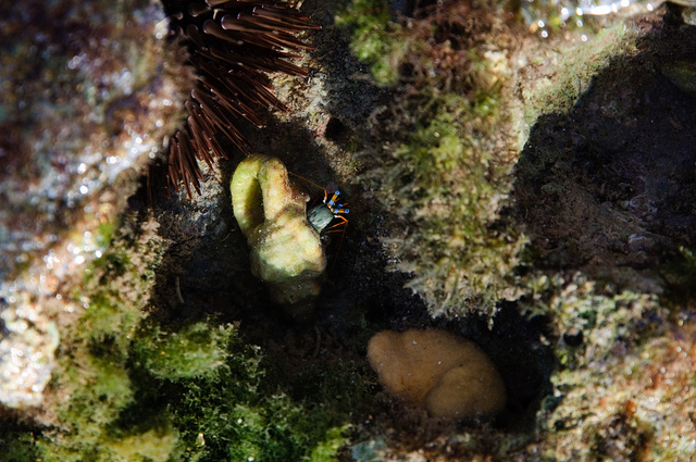 intertidal zone by Flickr user neofedex