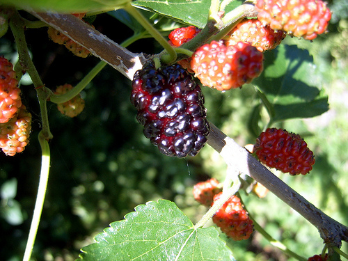 All around the mulberry bush… — Gravity's Rainbow